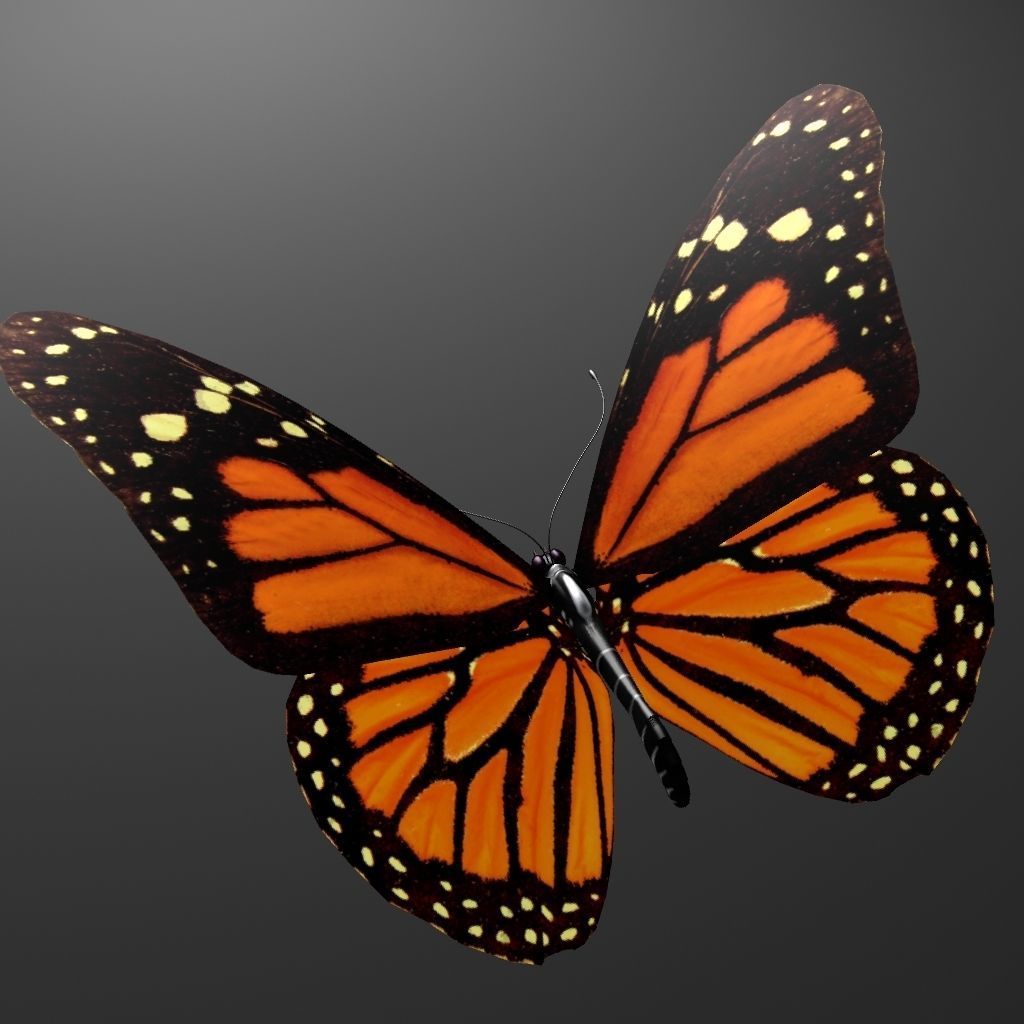 Butterfly model monarch - monarch Low-poly 3D model_3