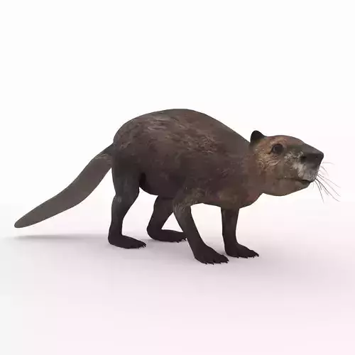 Beaver