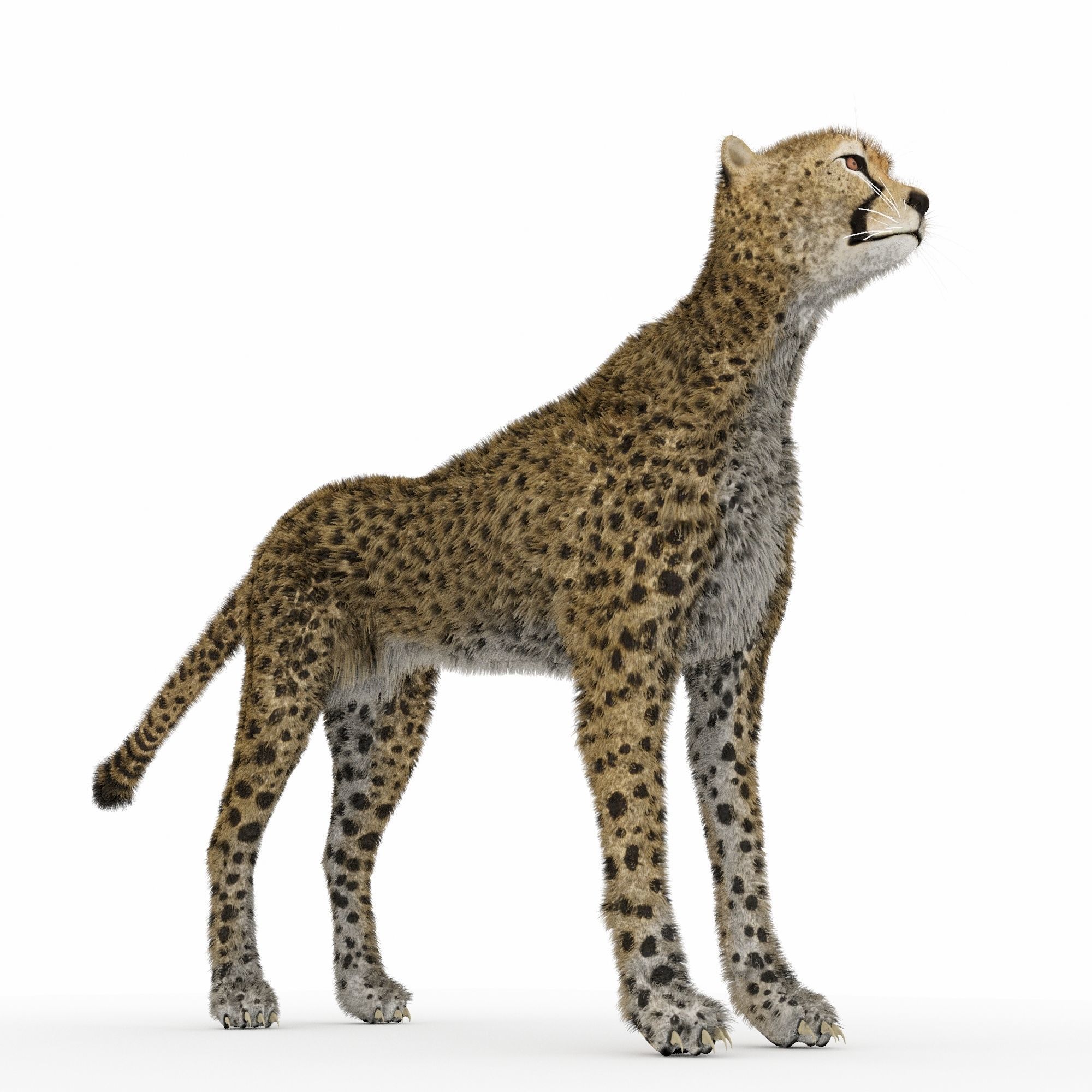 Cheetah 3D model_5