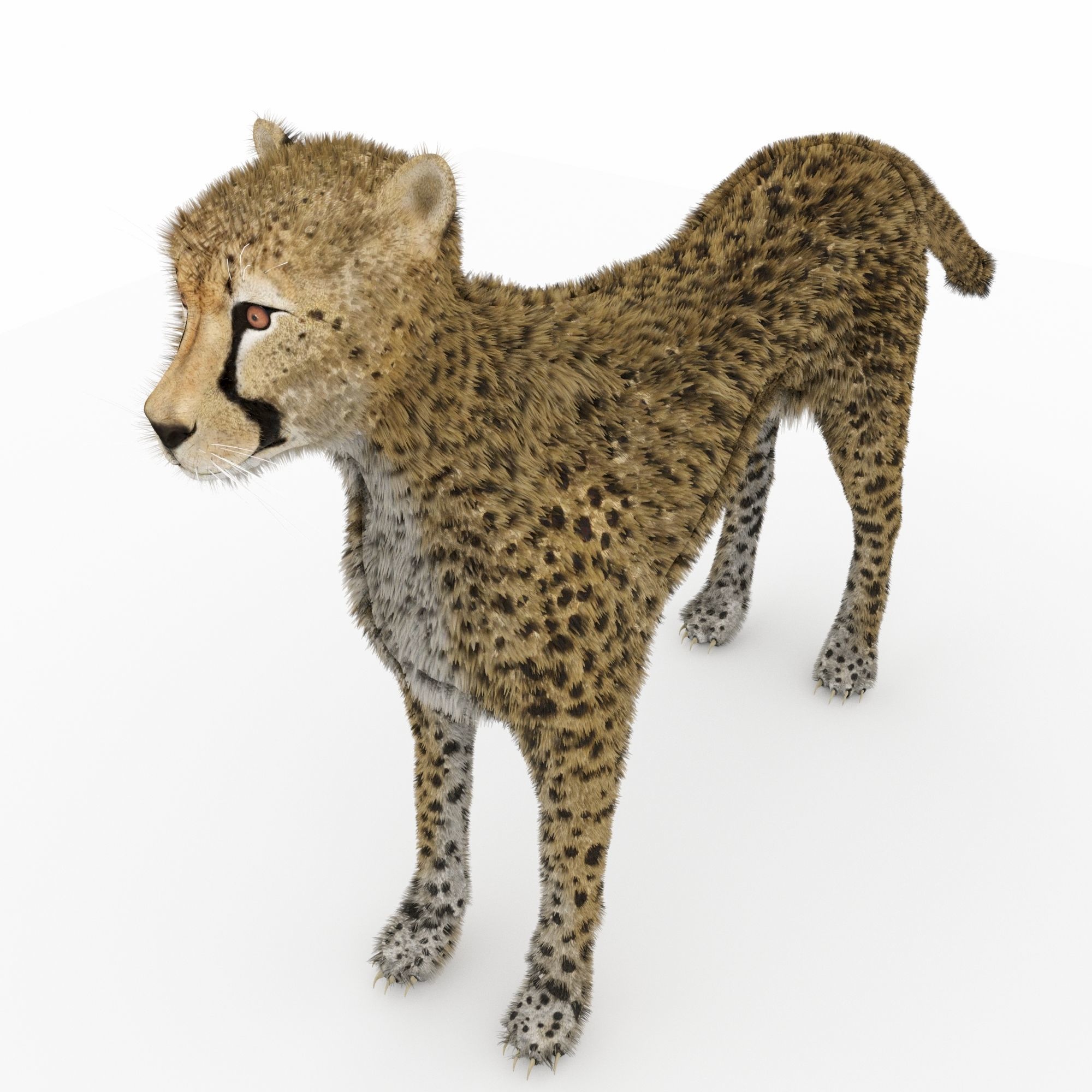 Cheetah 3D model_2