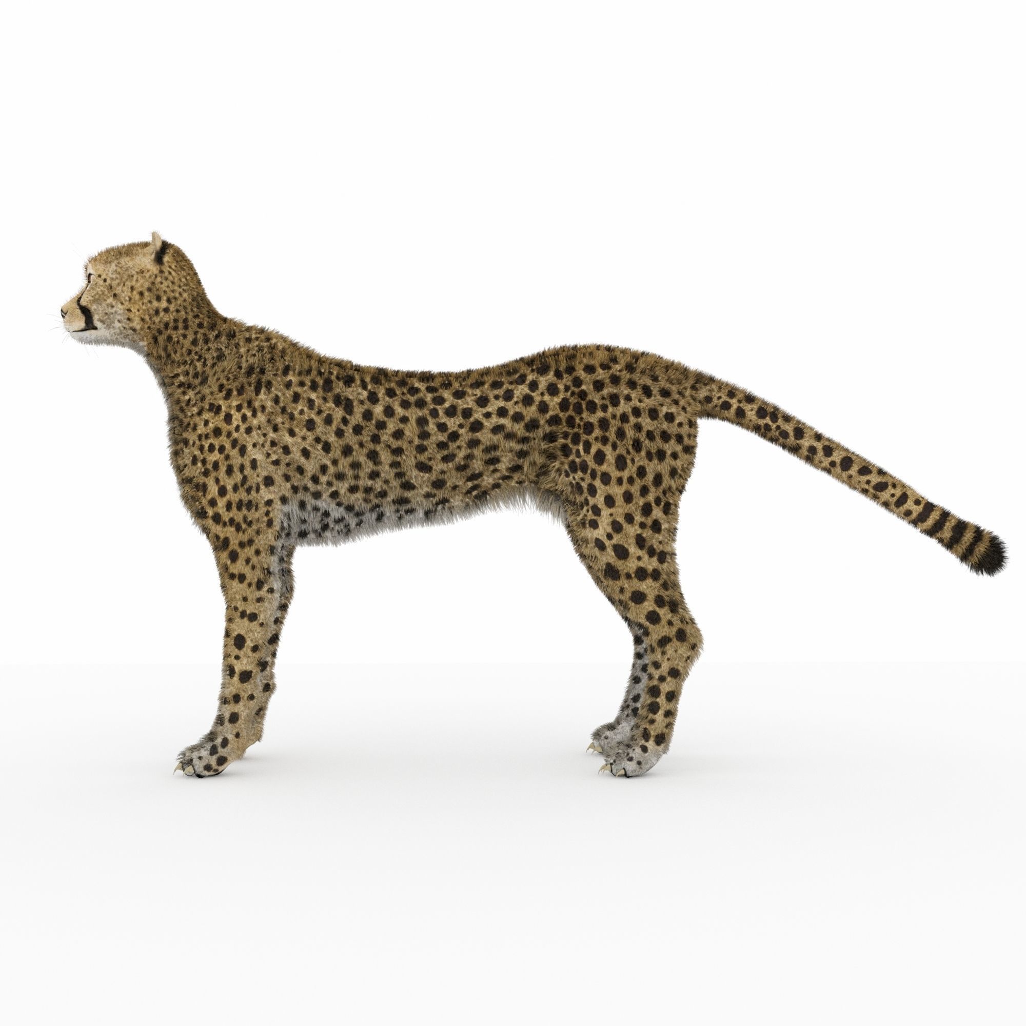 Cheetah 3D model_3