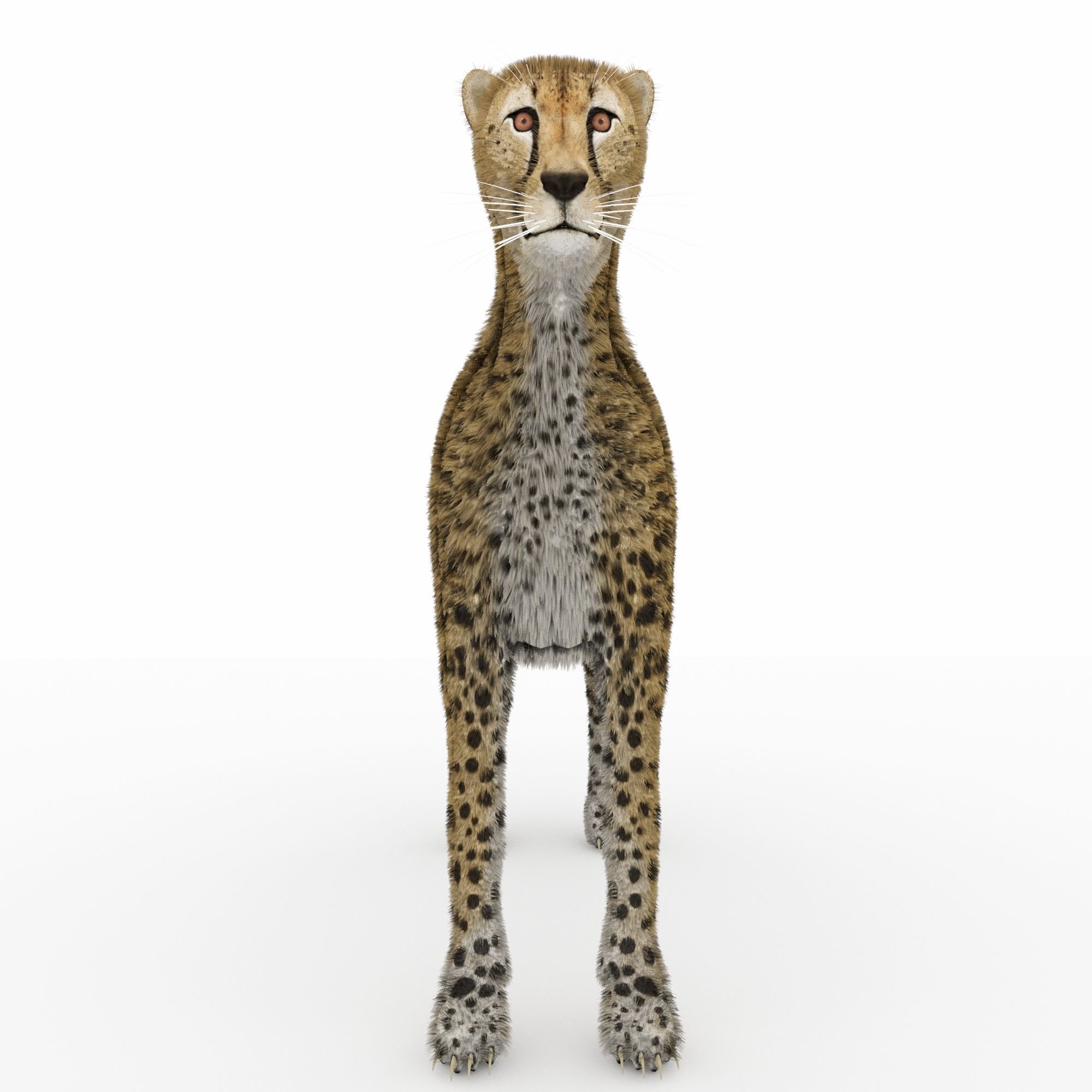 Cheetah 3D model_1