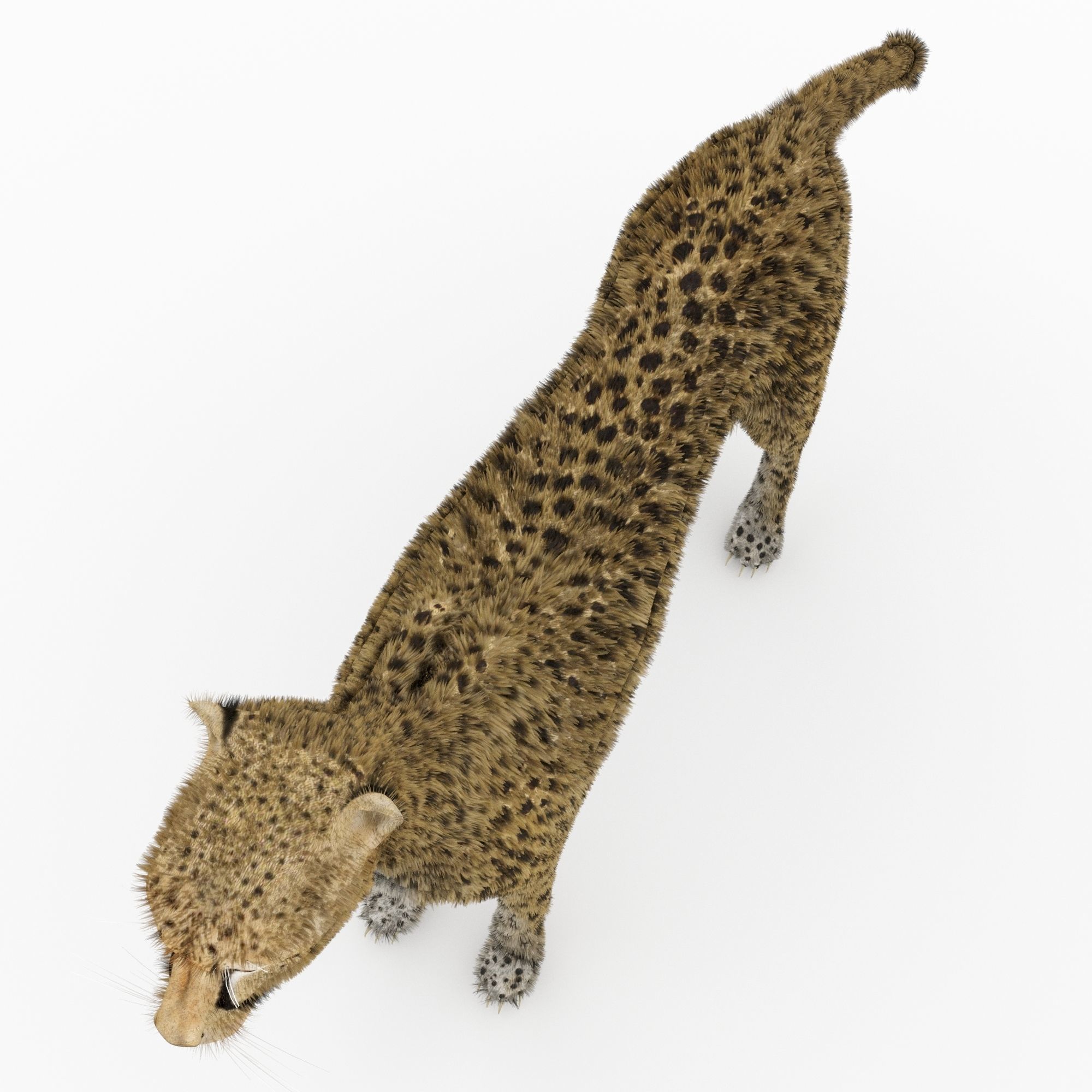 Cheetah 3D model_4
