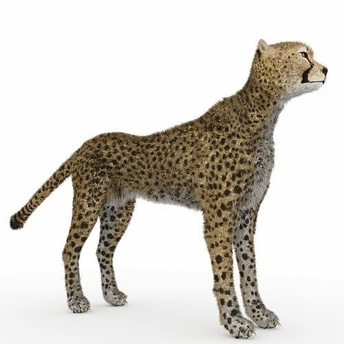 Cheetah 3D model