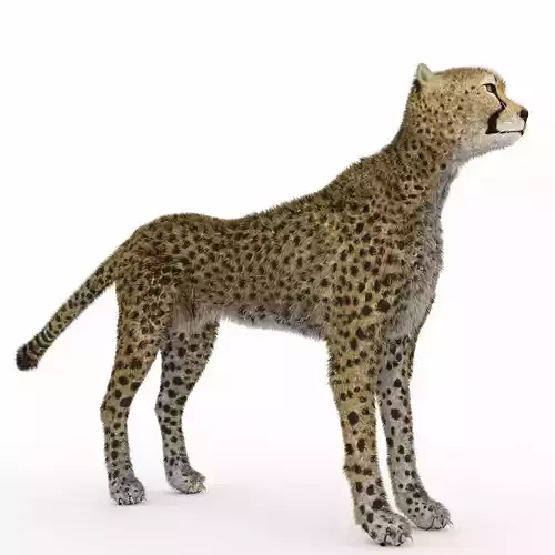 Cheetah 3D model