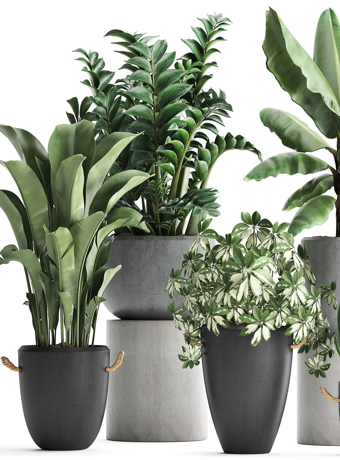 Collection of Exotic Plants 392 3D model_2