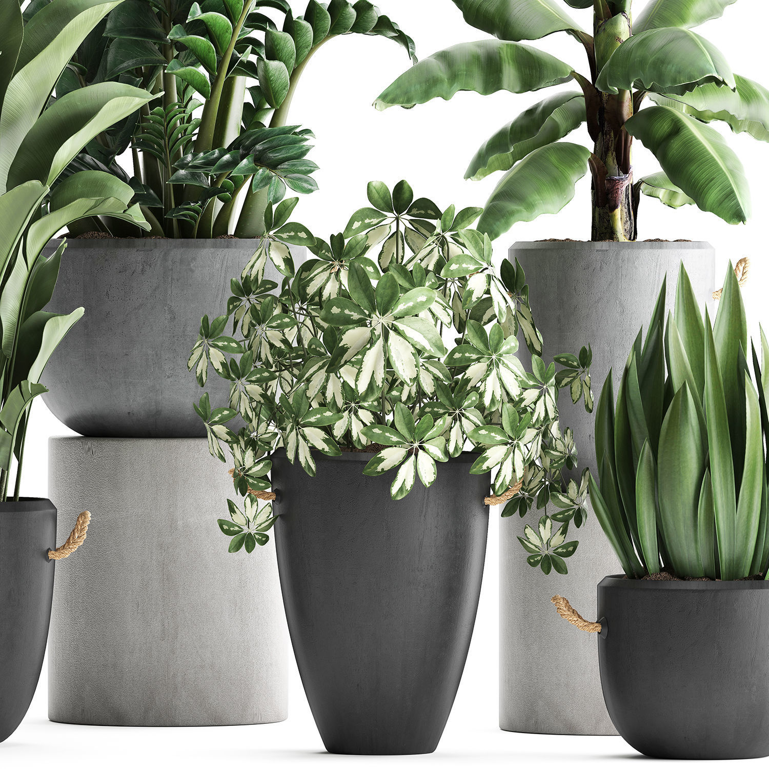 Collection of Exotic Plants 392 3D model_3