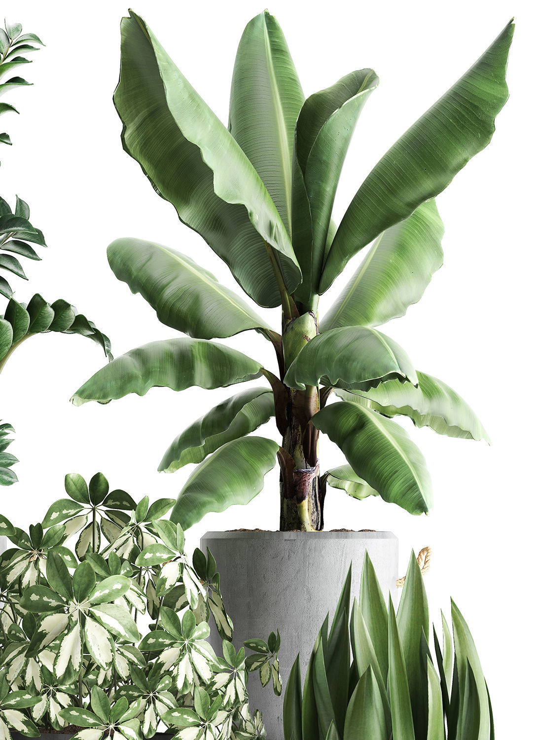 Collection of Exotic Plants 392 3D model_5