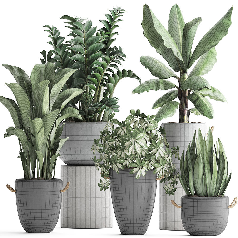 Collection of Exotic Plants 392 3D model_7