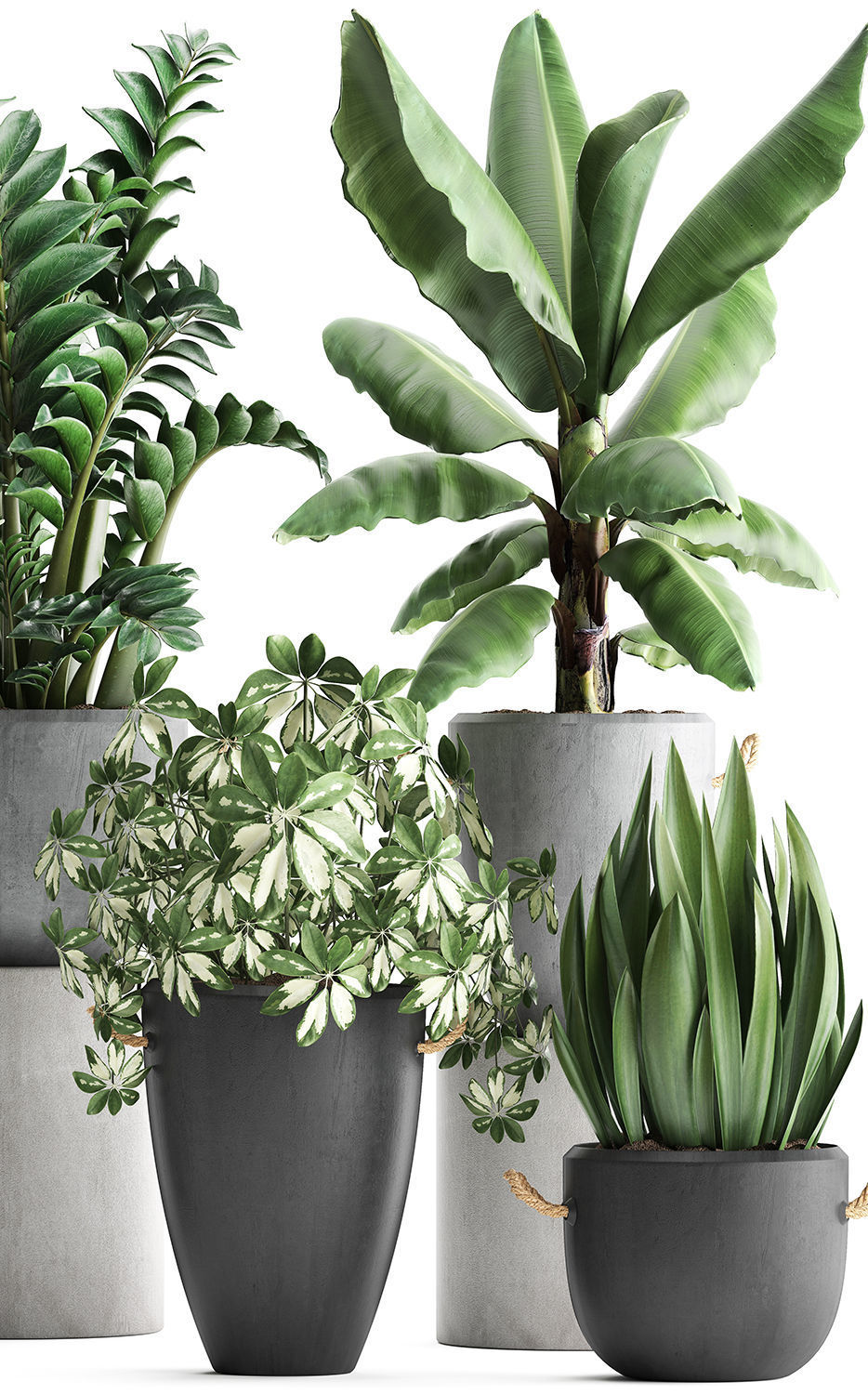 Collection of Exotic Plants 392 3D model_1