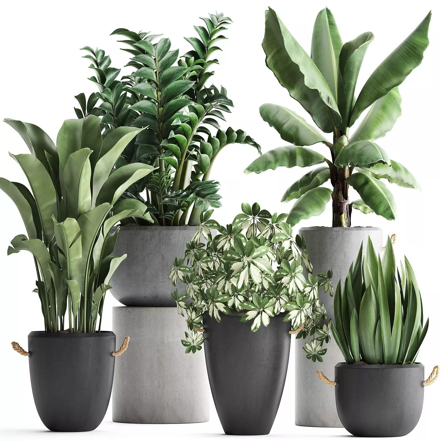 Collection of Exotic Plants 392 3D model_0