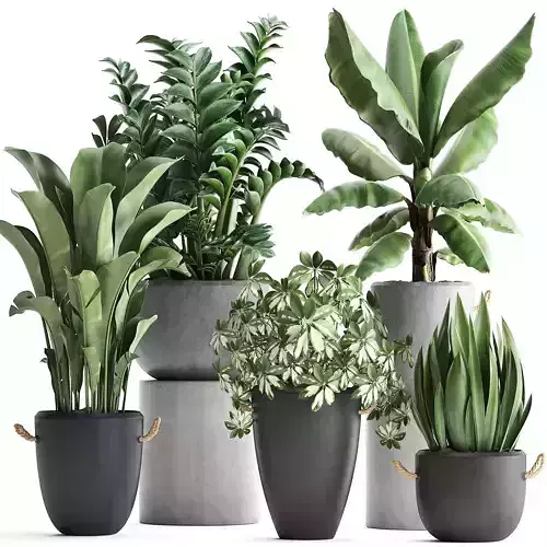 Collection of Exotic Plants 392 3D model