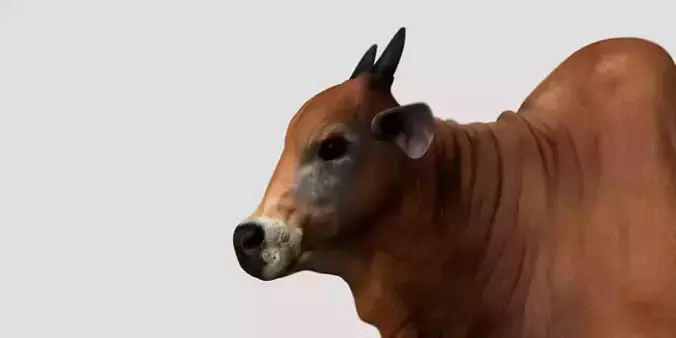 bull 3d model 3D model