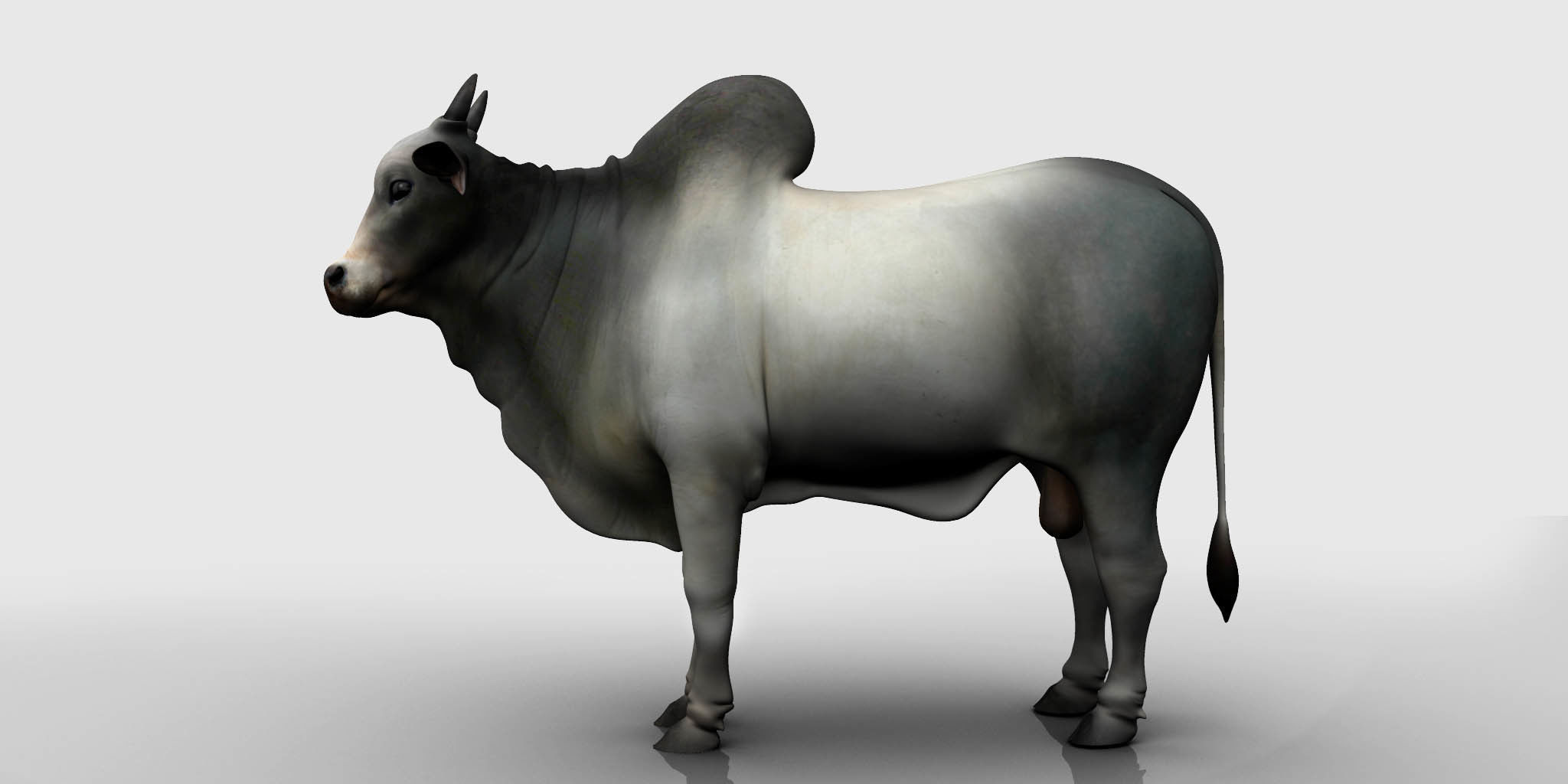 bull 3d model 3D model_5