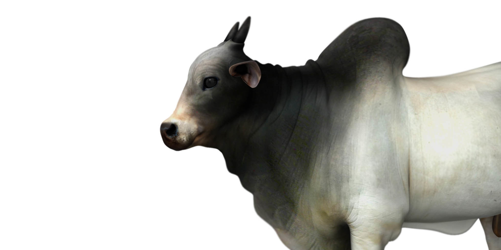 bull 3d model 3D model CGTrader