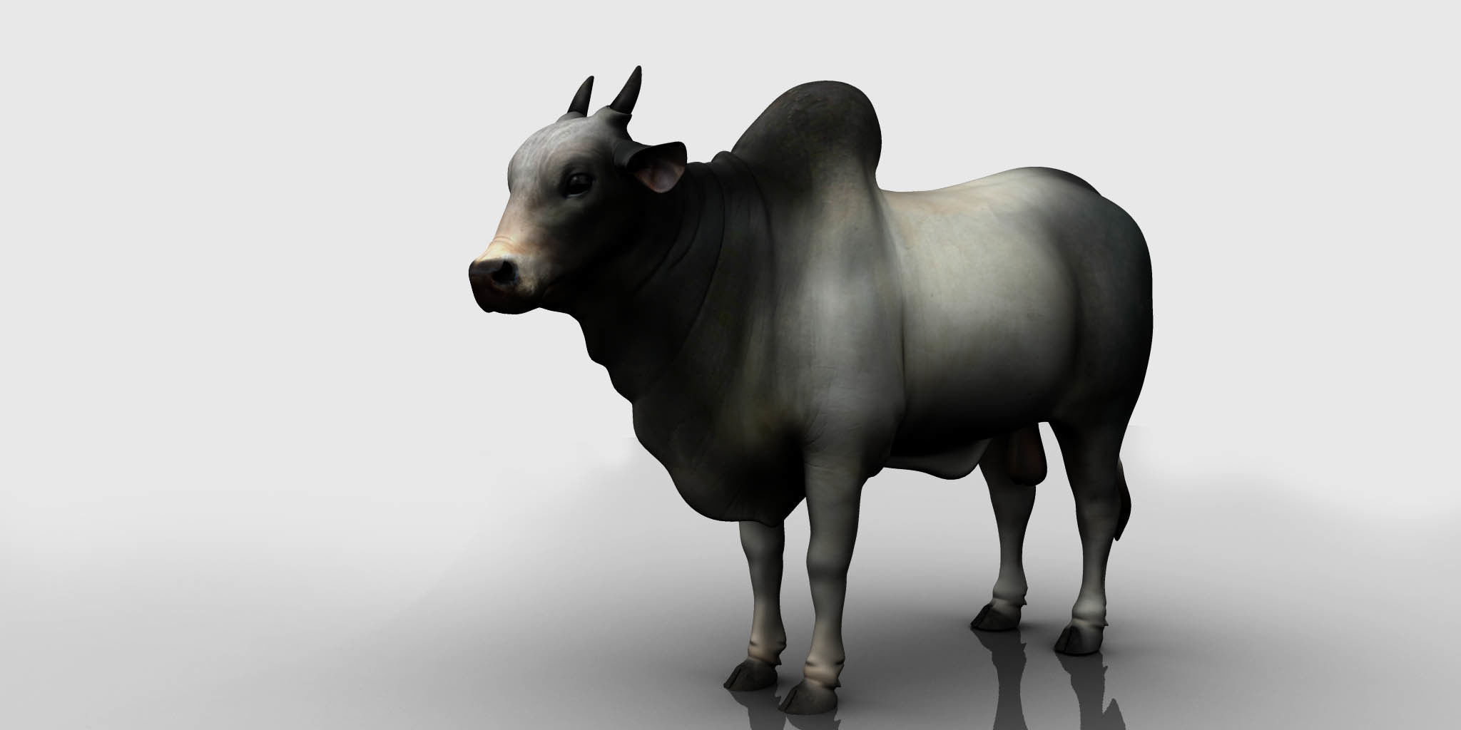 bull 3d model 3D model_1