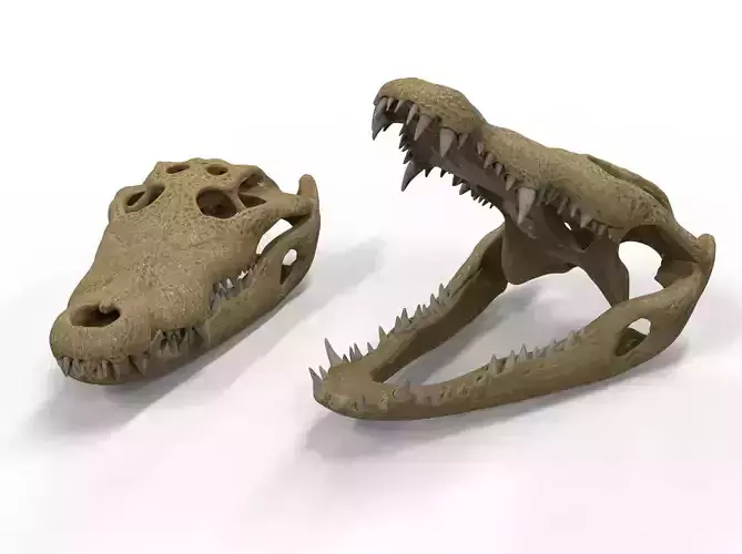 Crocodile skull  3D model