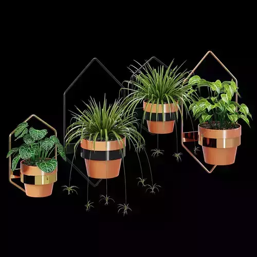 Wall planters hexagon