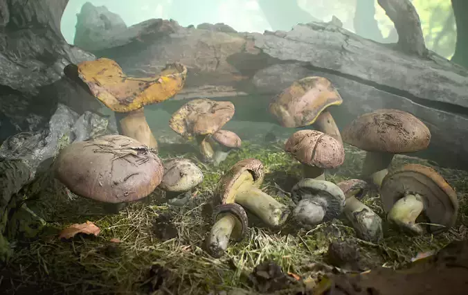 Realistic Forest Mushrooms - Suillus Brown Fungi