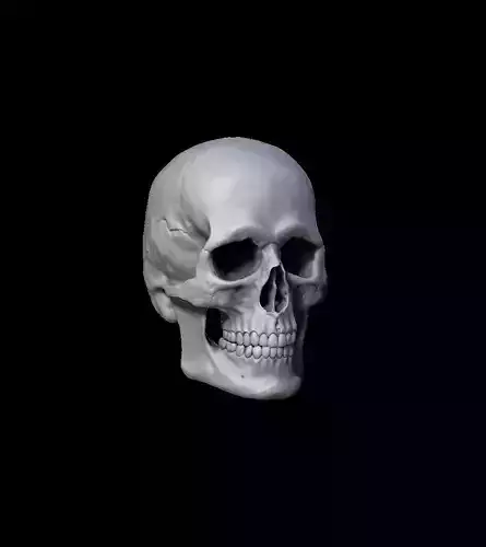 Human Skull Variations Low-poly 3D model Low-poly 3D model
