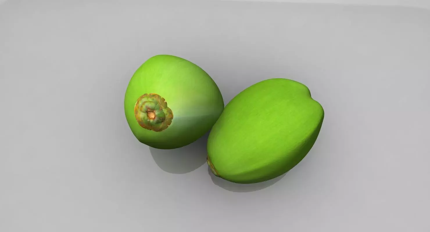 coconut 3d model two fruits 3D model_0
