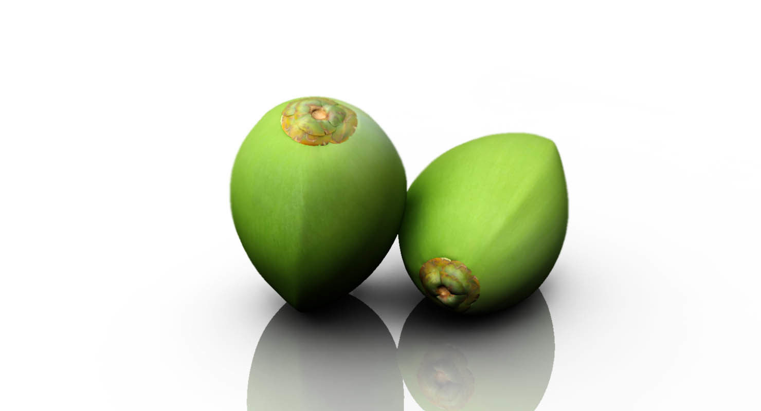 coconut 3d model two fruits 3D model_1