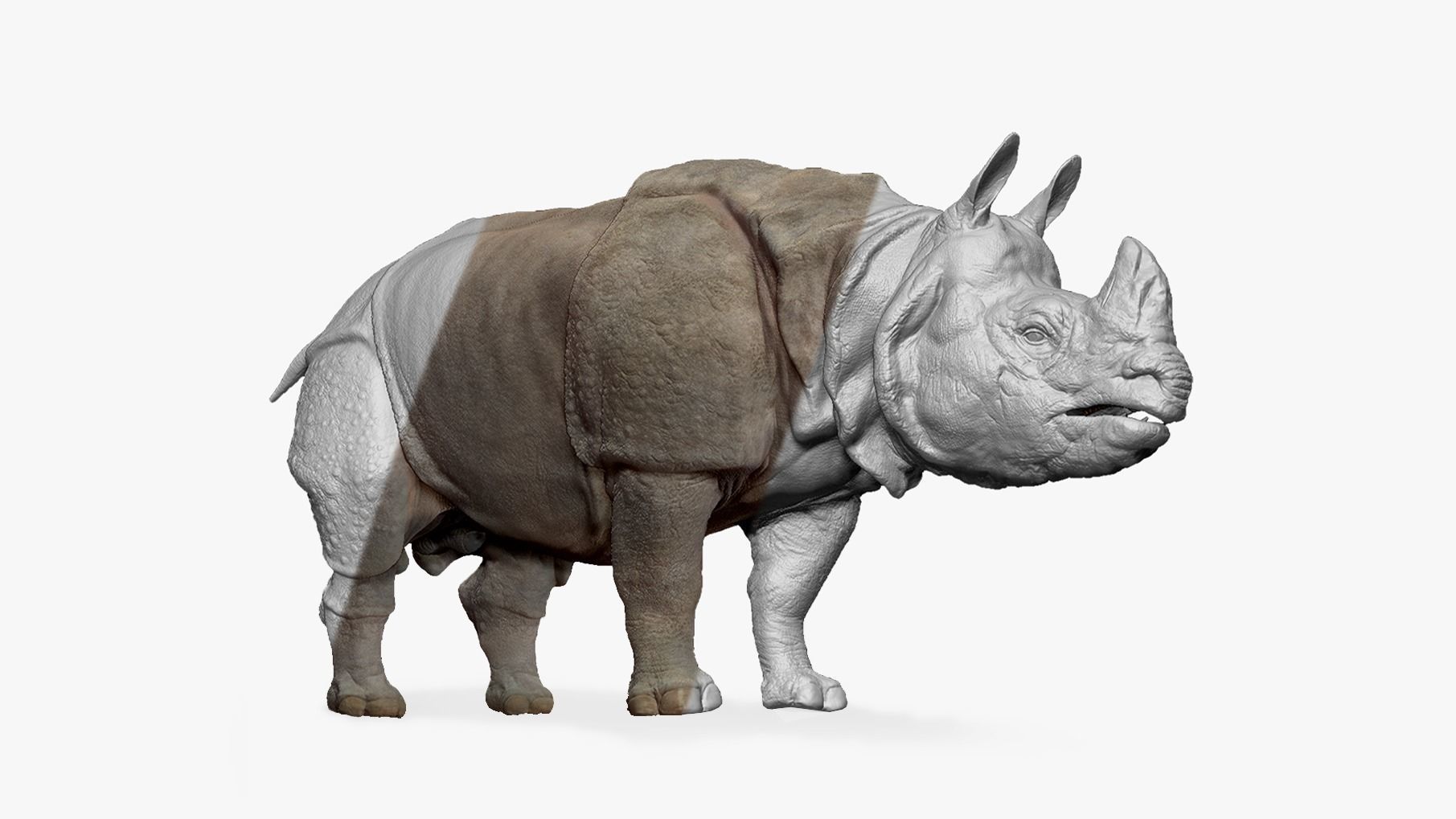 Indian Rhinoceros - Sculpt 3D model_2