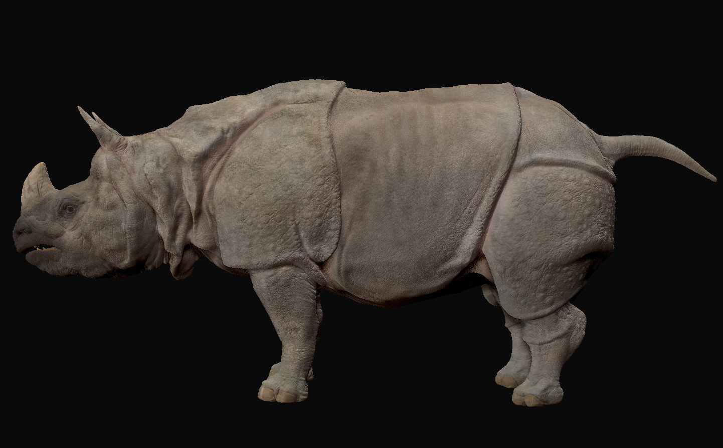 Indian Rhinoceros - Sculpt 3D model_3