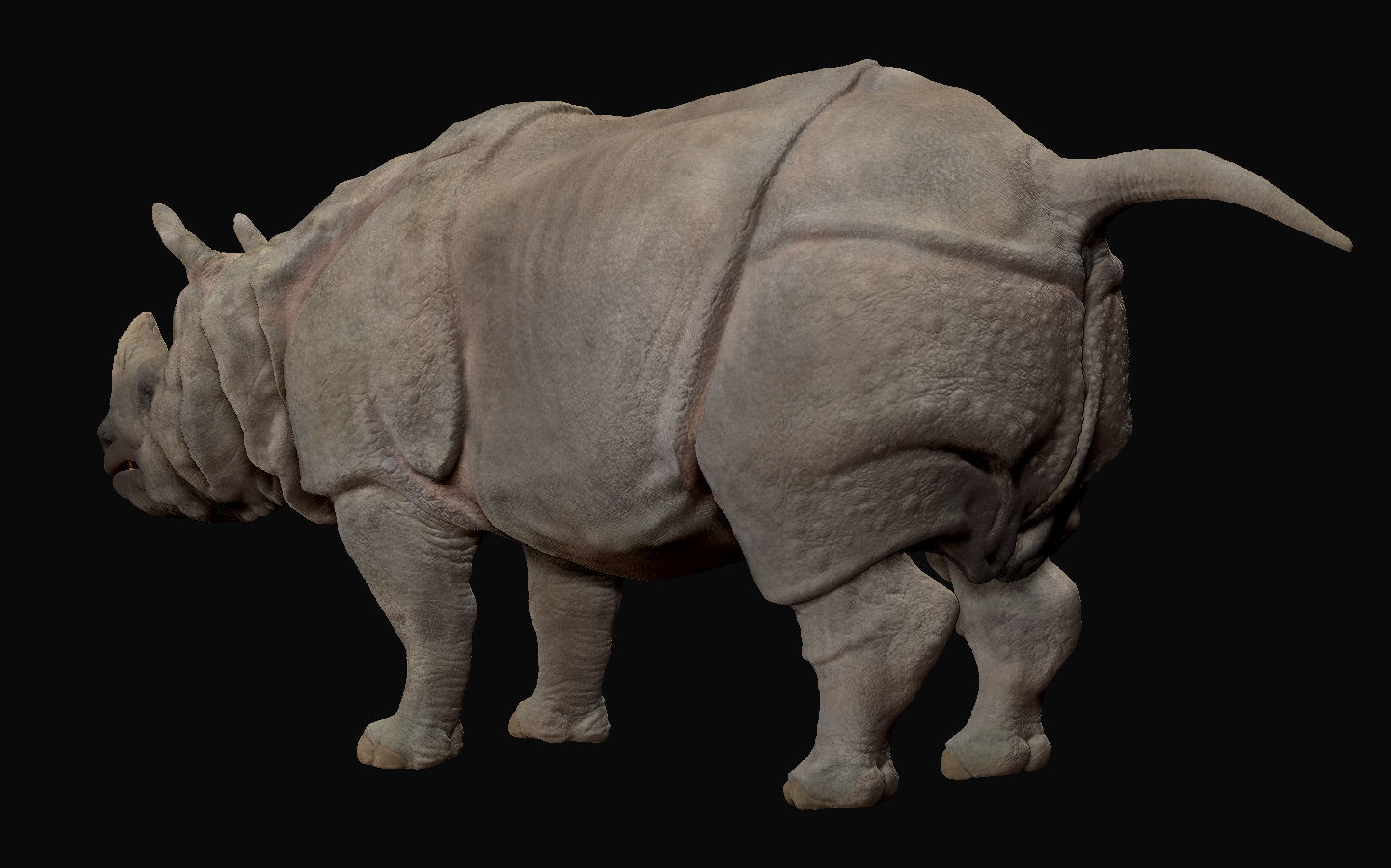 Indian Rhinoceros - Sculpt 3D model_5