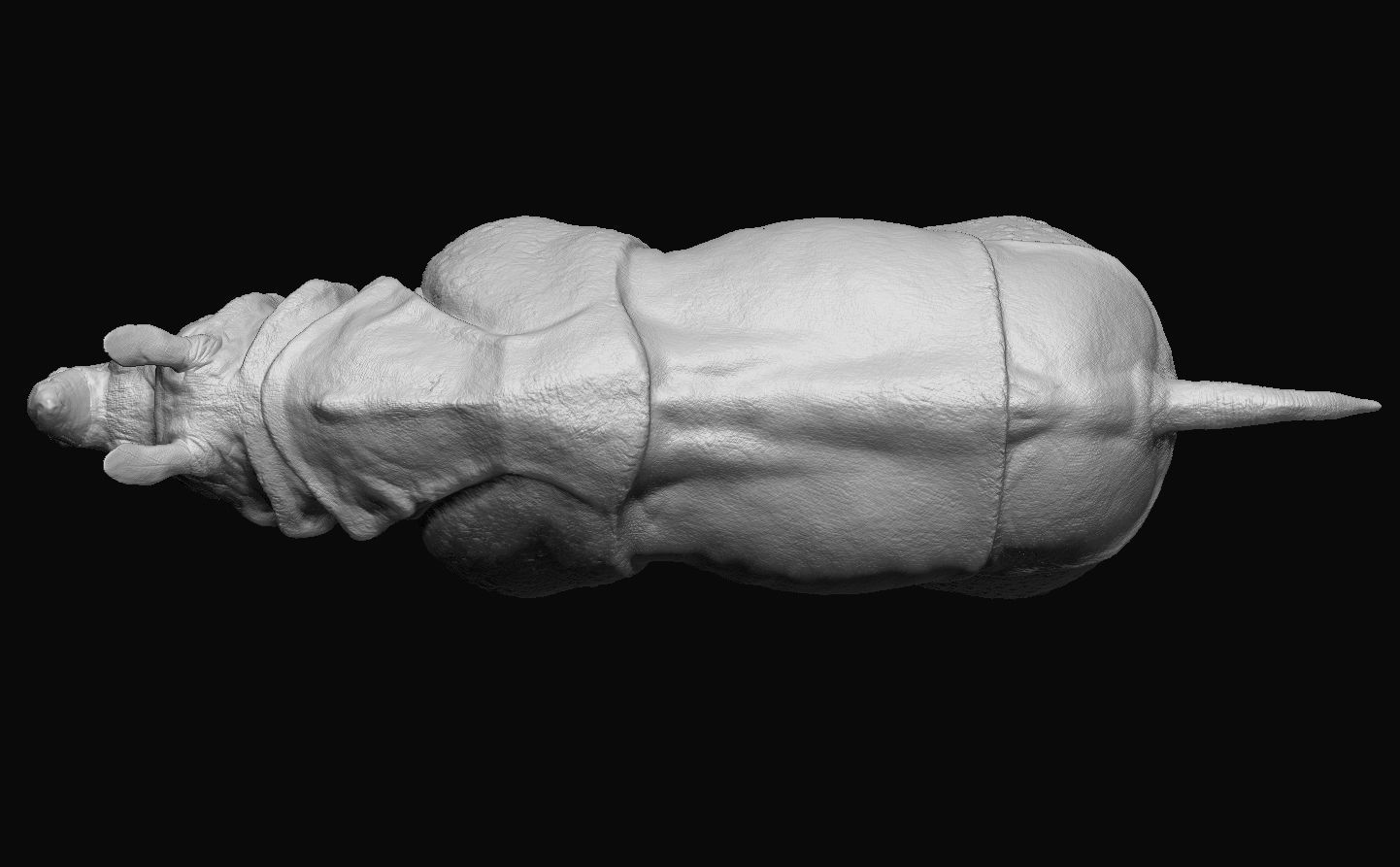 Indian Rhinoceros - Sculpt 3D model_8