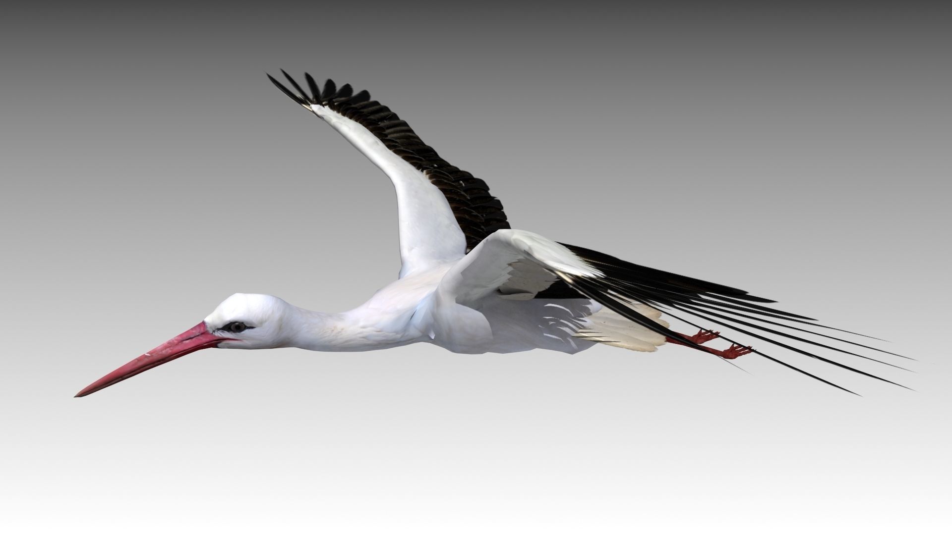 White stork Low-poly 3D model_3