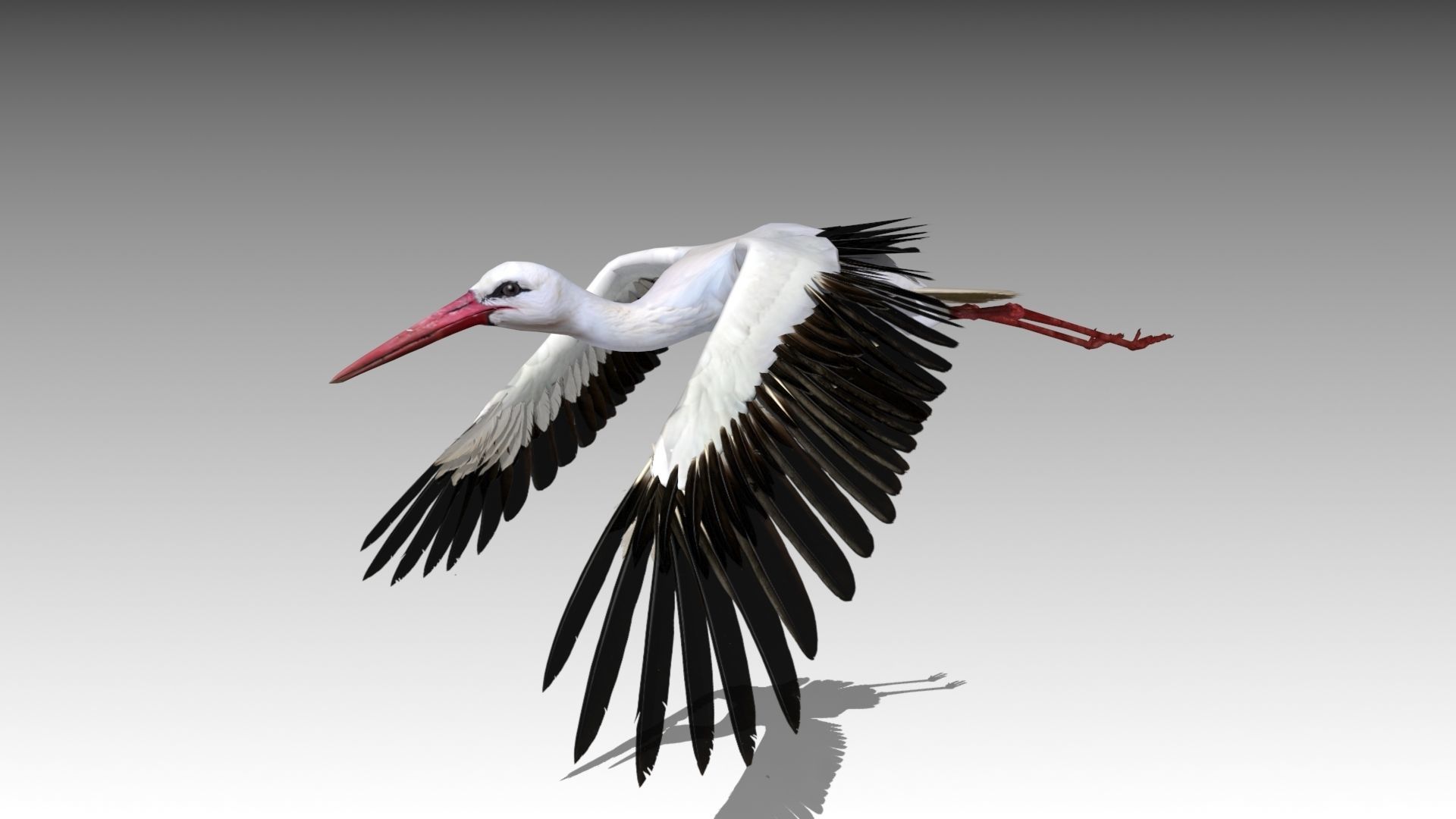 White stork Low-poly 3D model_2