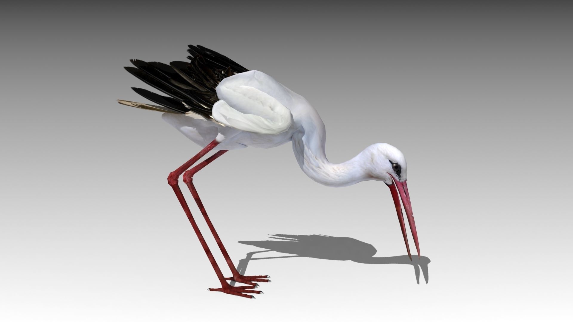 White stork Low-poly 3D model_10