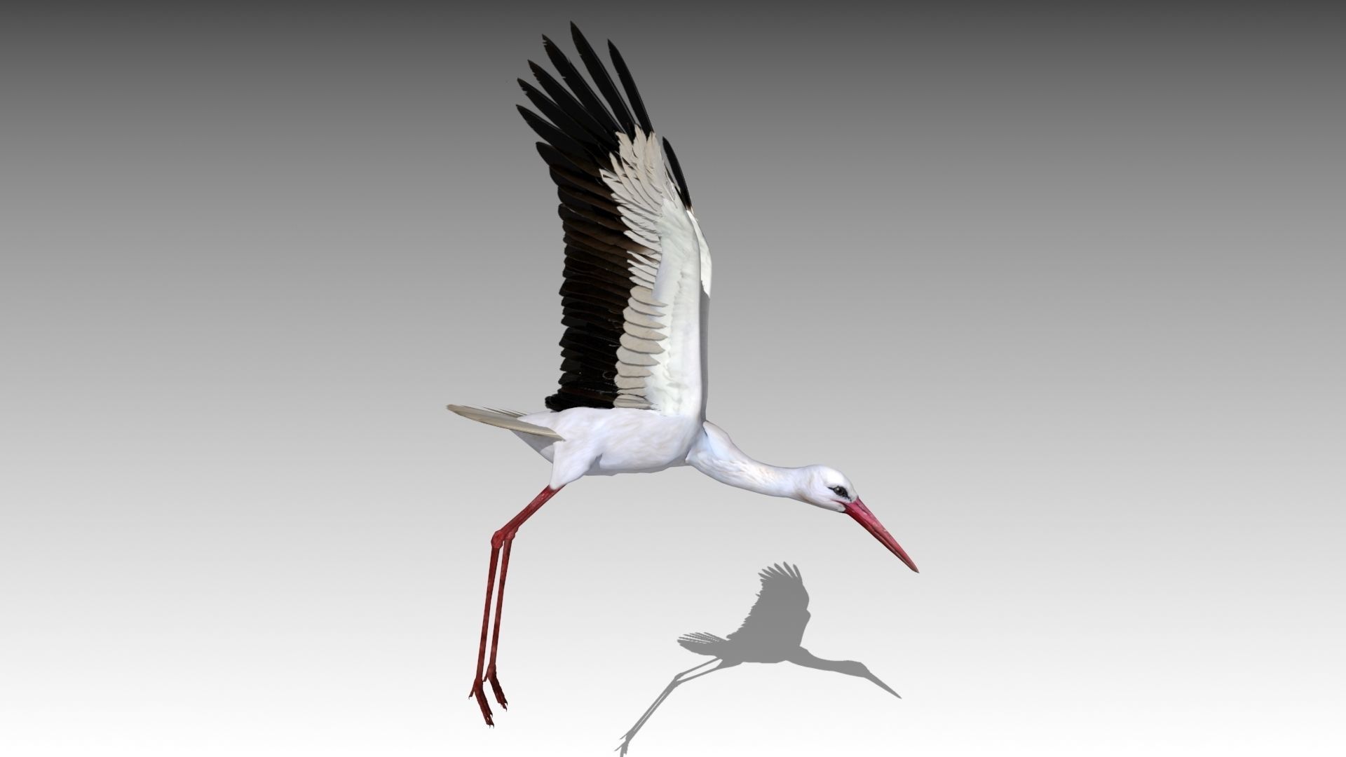 White stork Low-poly 3D model_7
