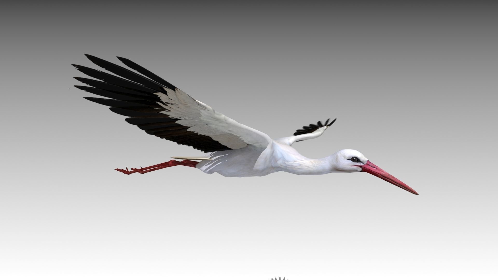 White stork Low-poly 3D model_6