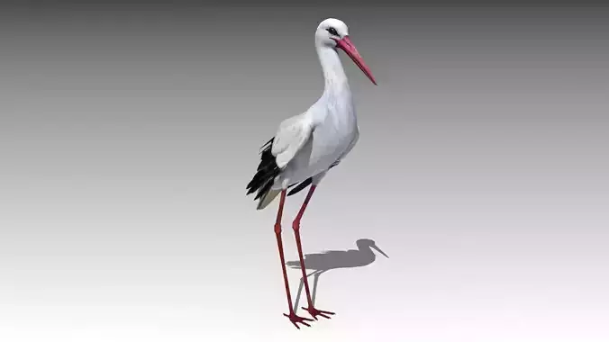 White stork Low-poly 3D model