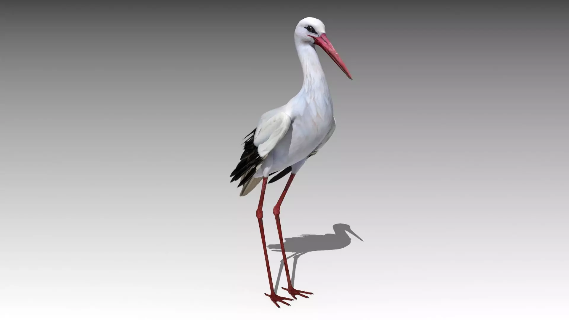 White stork Low-poly 3D model_0
