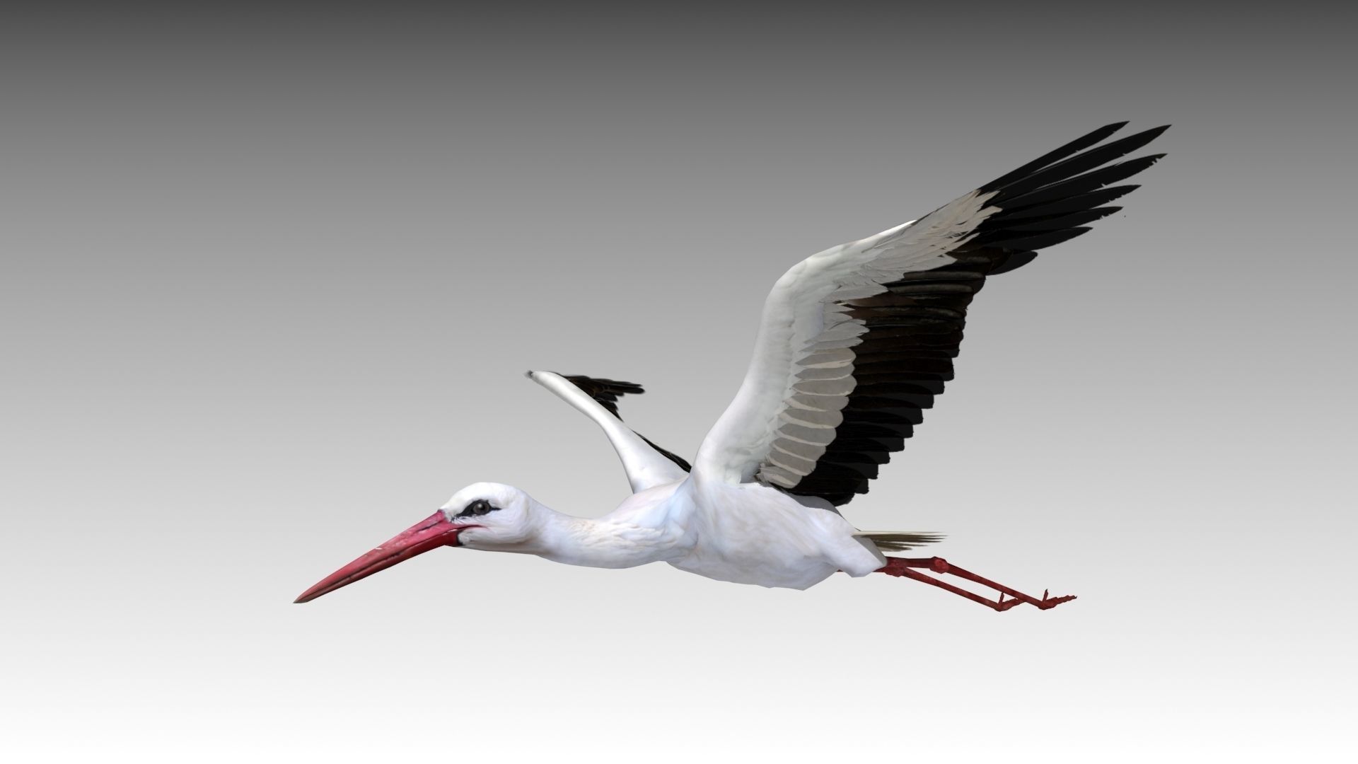 White stork Low-poly 3D model_8