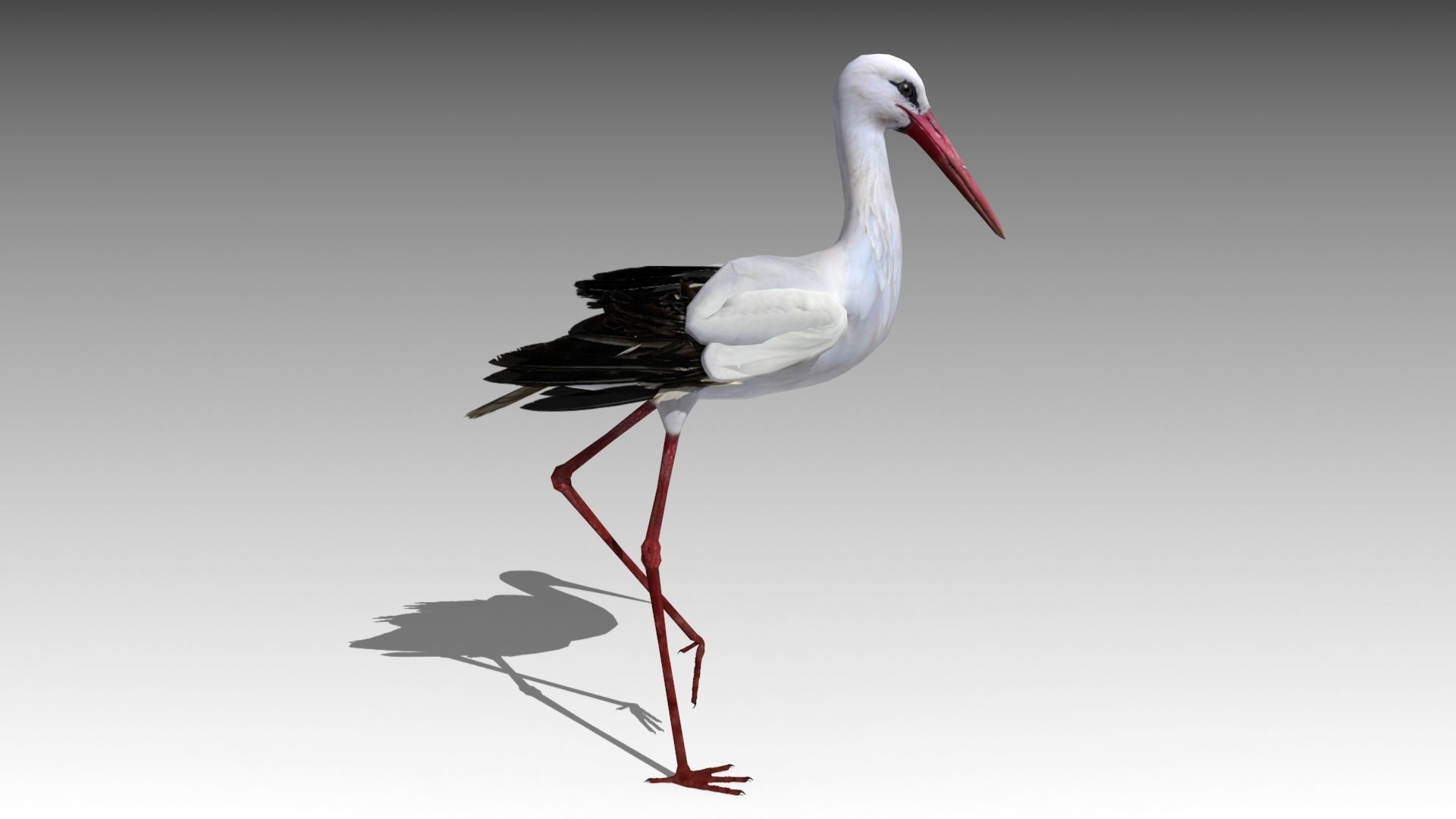 White stork Low-poly 3D model_4