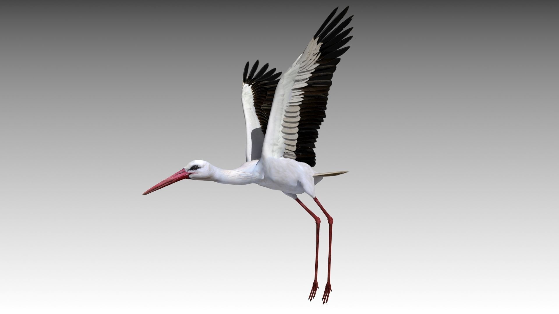 White stork Low-poly 3D model_13