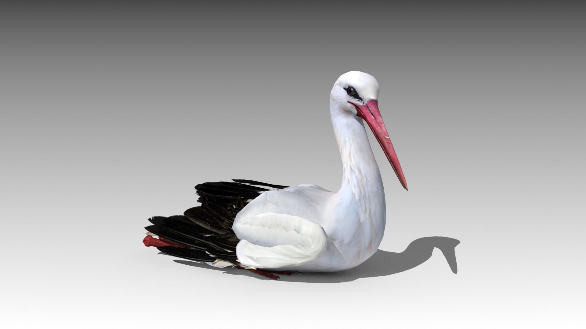 White stork Low-poly 3D model_12