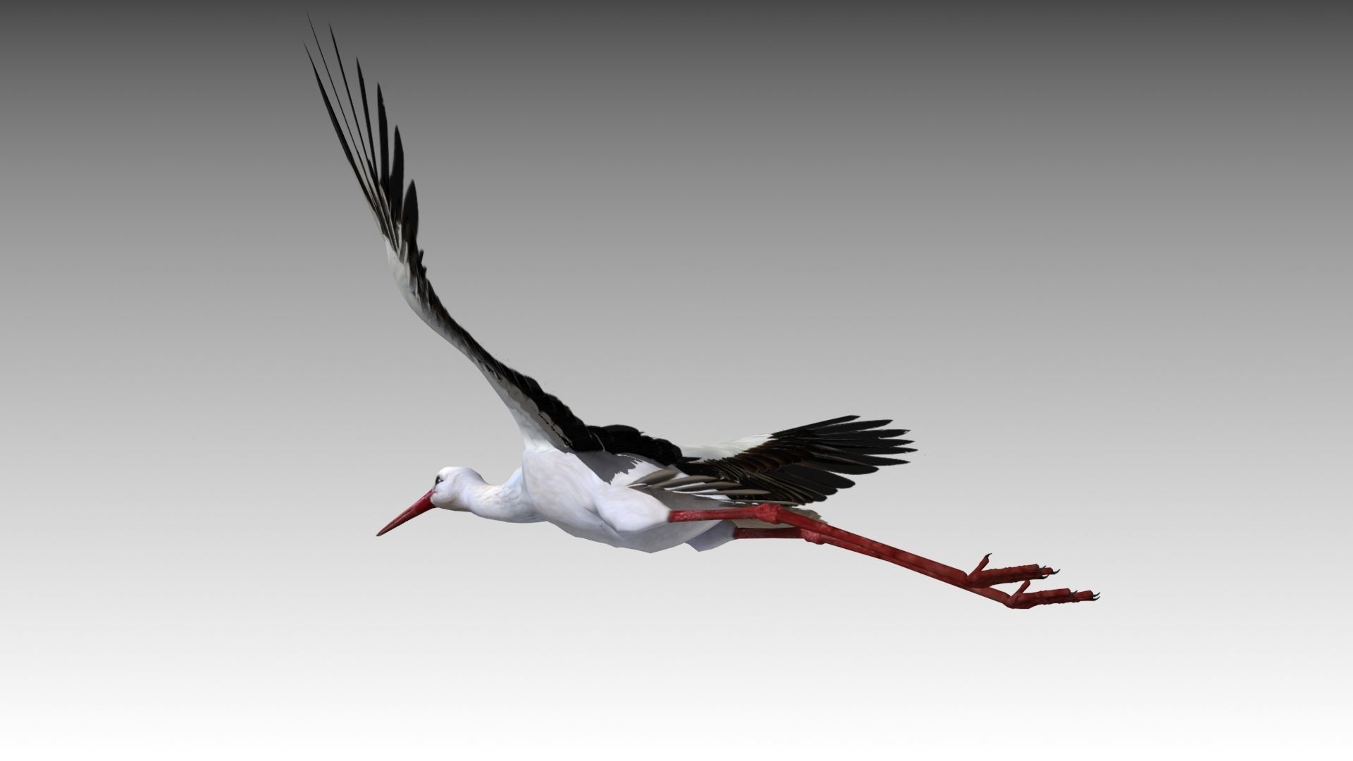 White stork Low-poly 3D model_5