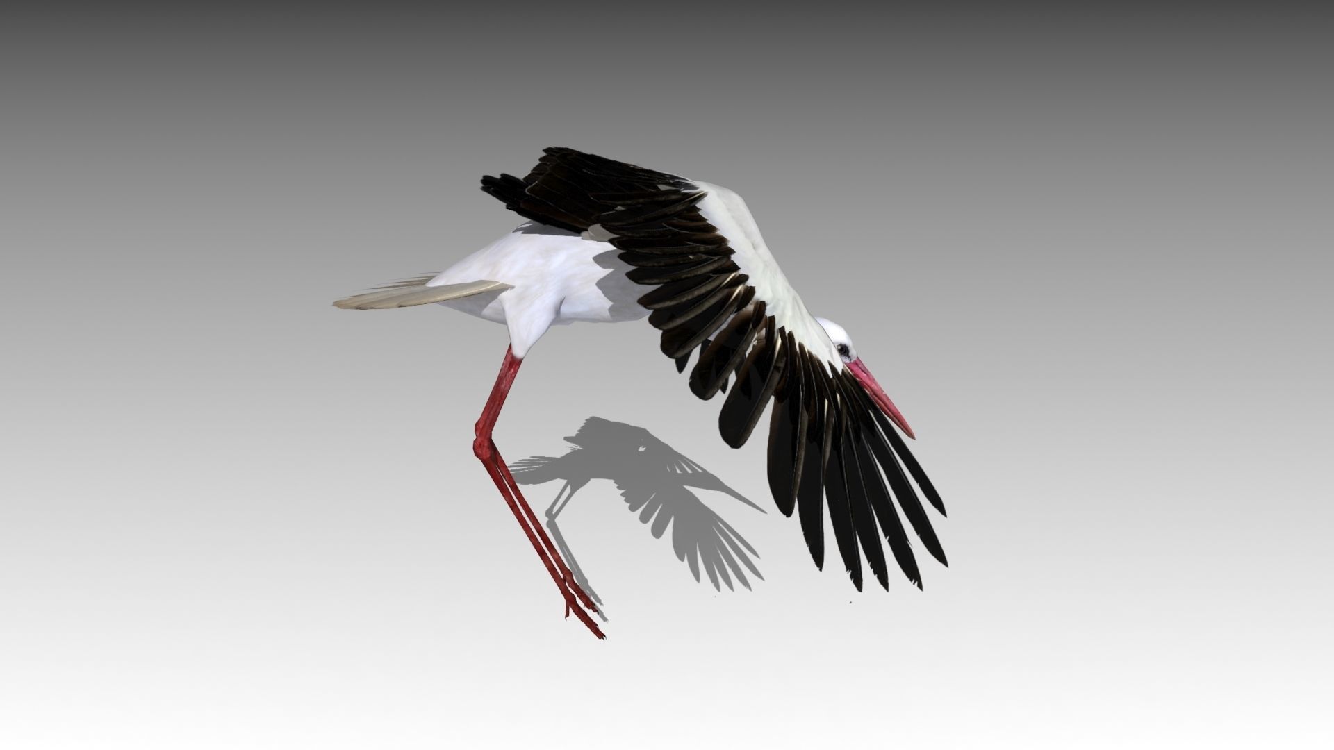 White stork Low-poly 3D model_9