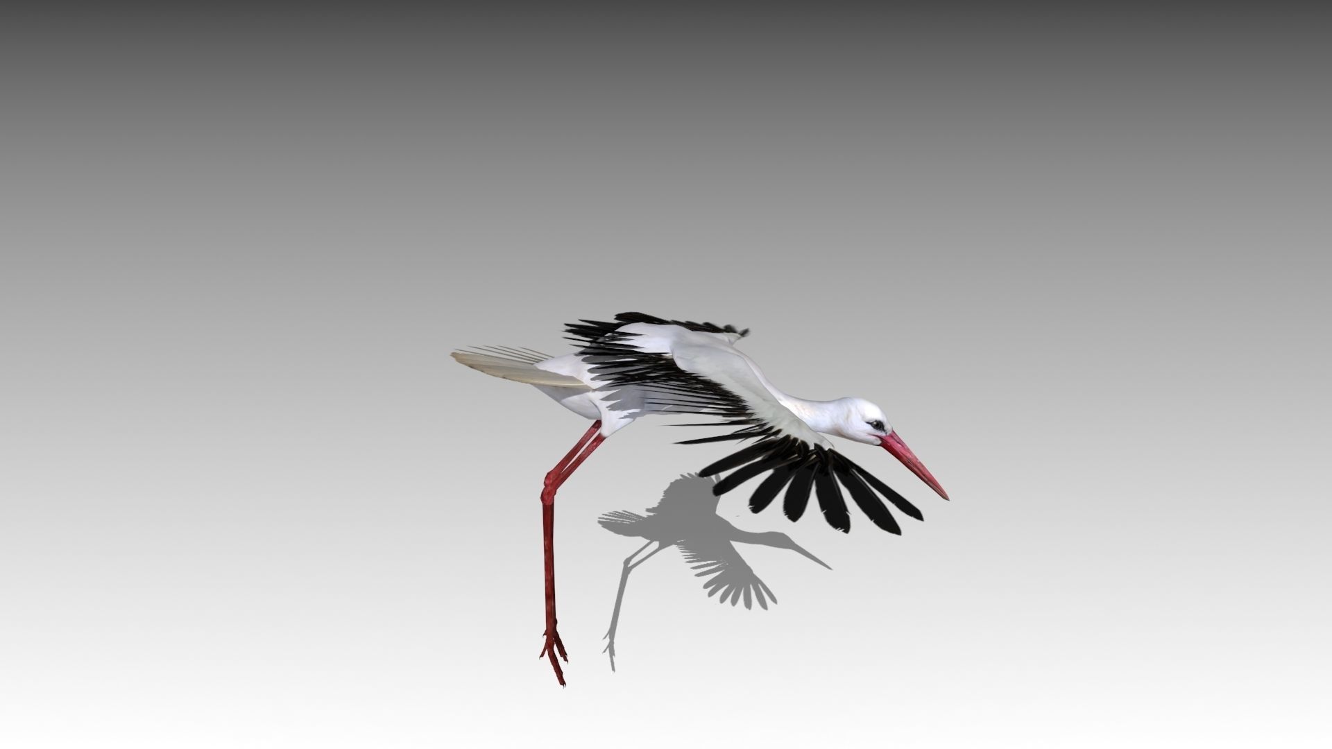 White stork Low-poly 3D model_11