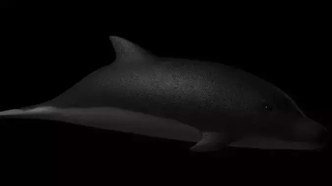 Dolphin Rigged Low-poly 3D model
