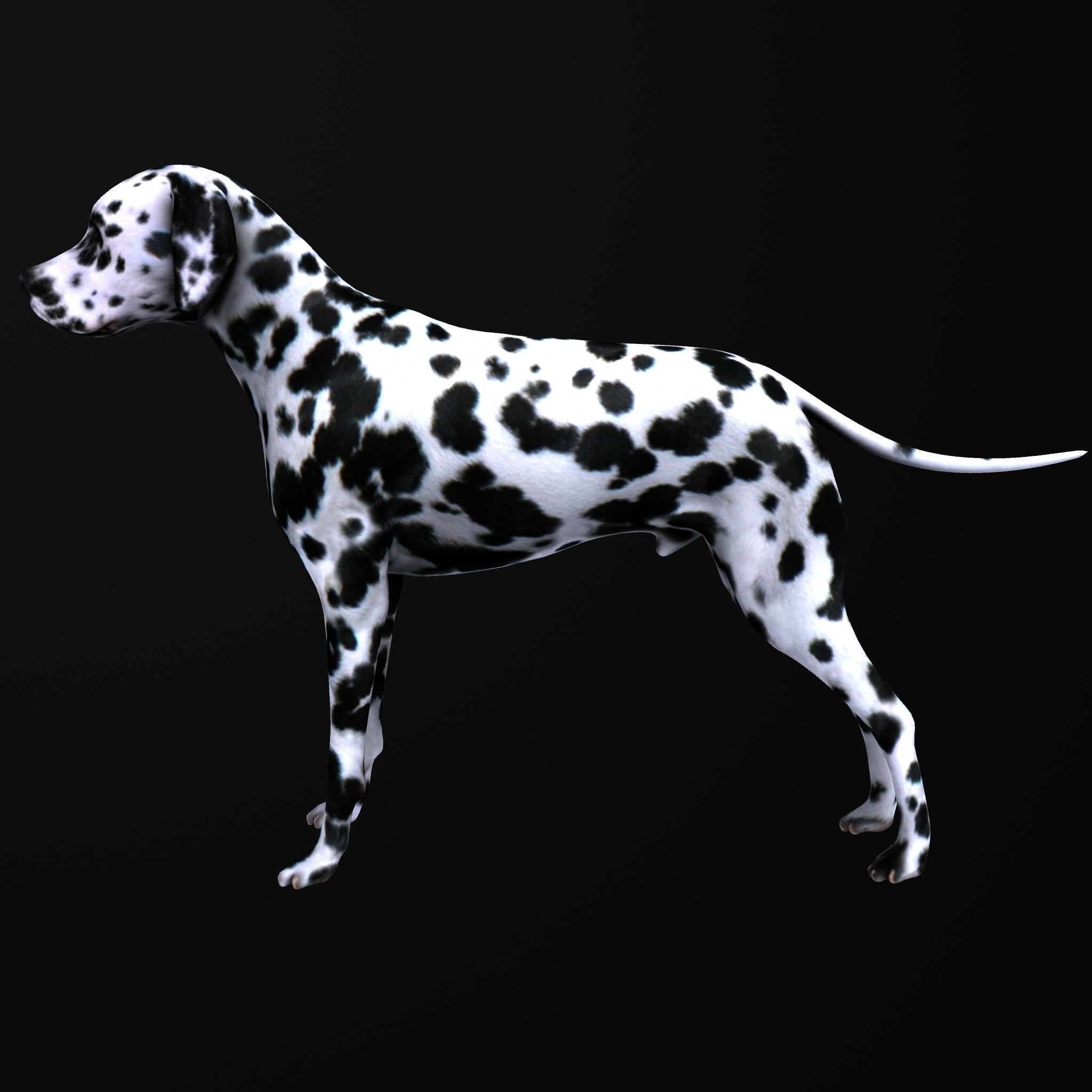 Dog model dalmatian Low-poly 3D model_4