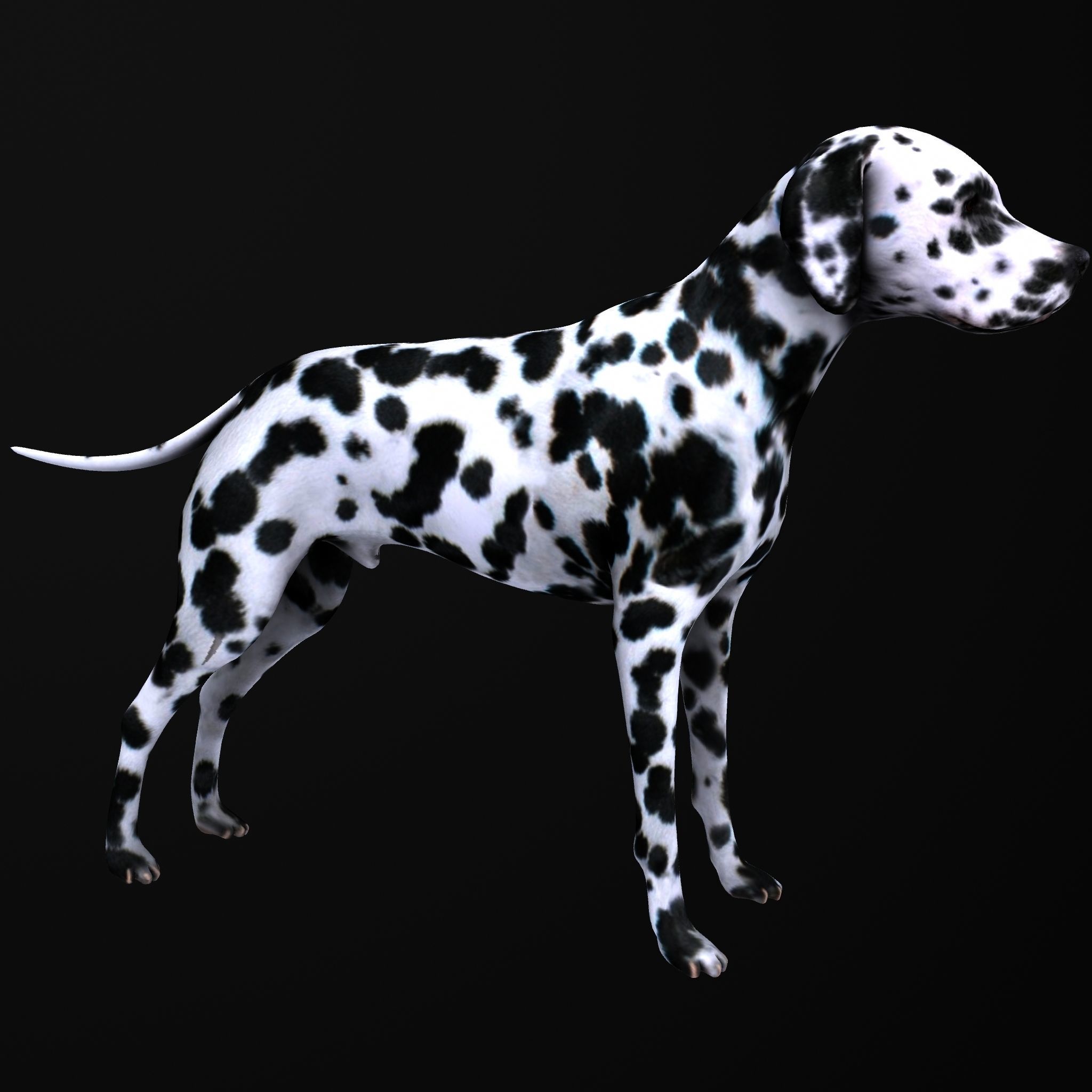 Dog model dalmatian Low-poly 3D model_7