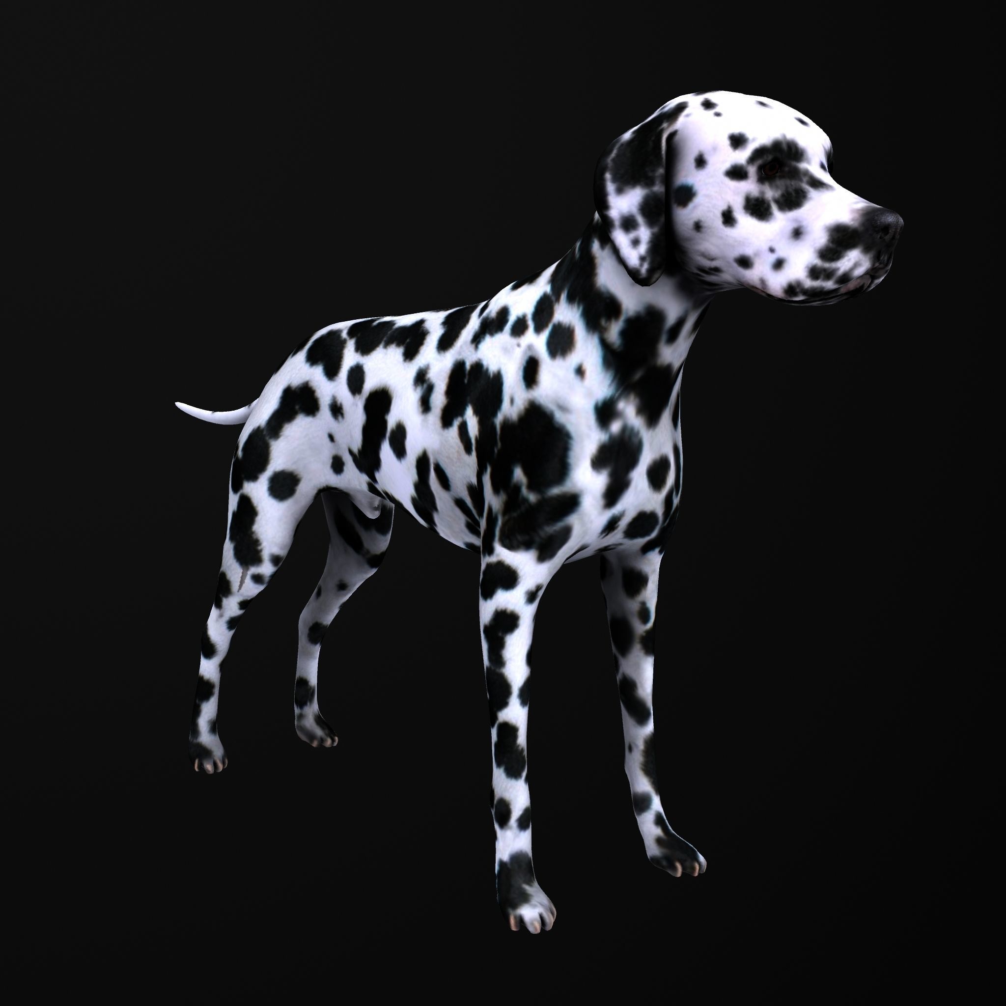 Dog model dalmatian Low-poly 3D model_8