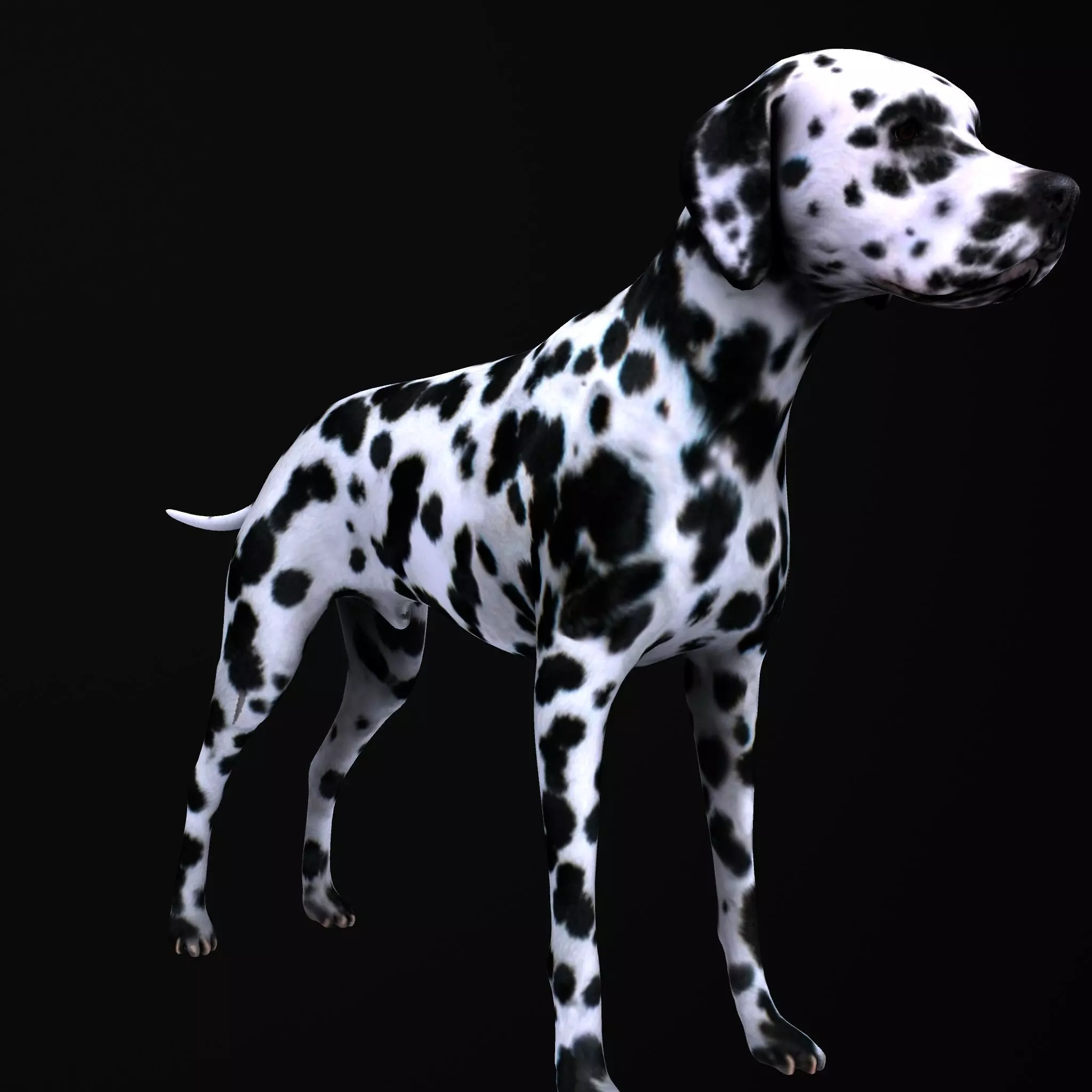 Dog model dalmatian Low-poly 3D model_0