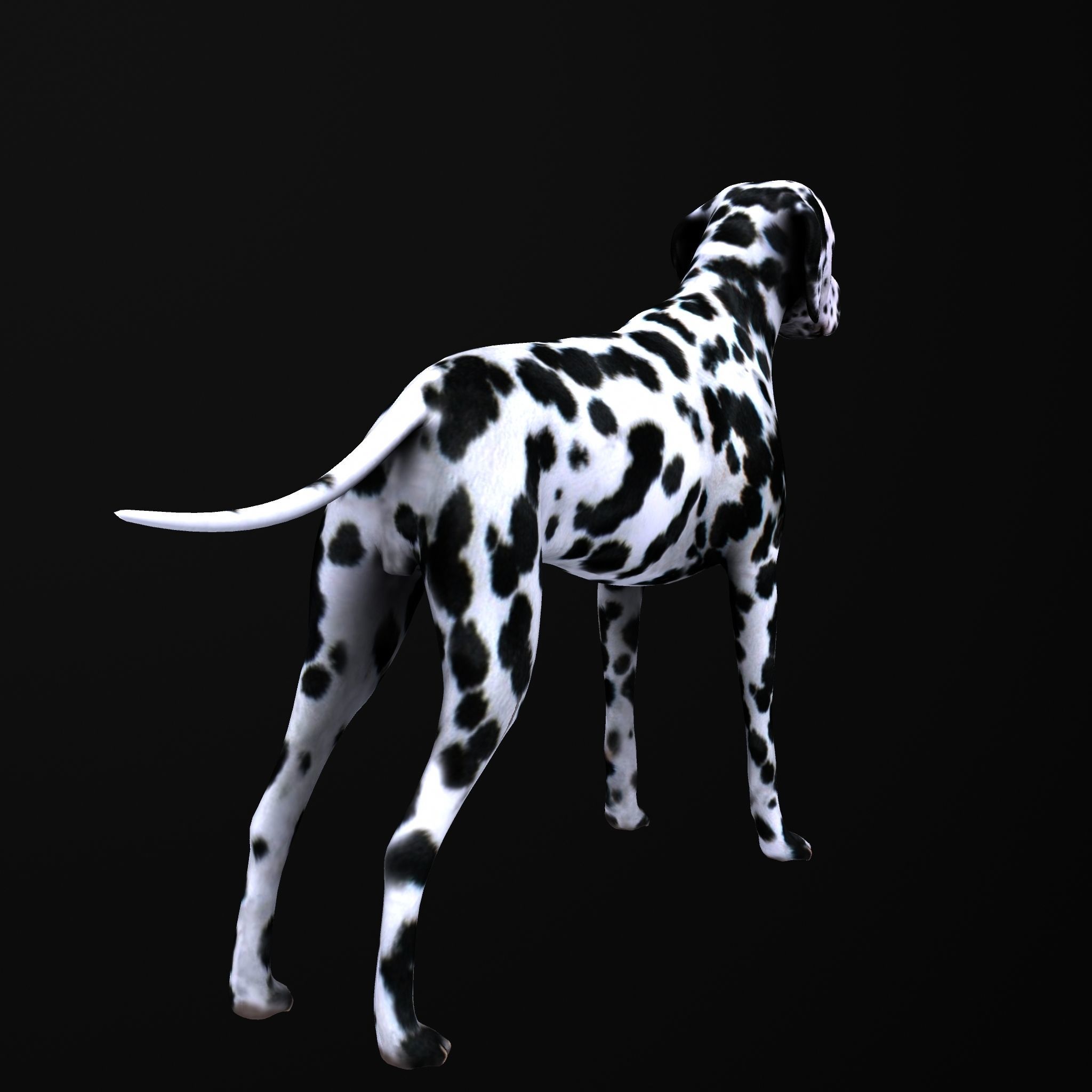 Dog model dalmatian Low-poly 3D model_6